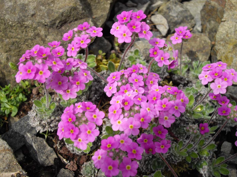 Androsace sarmentosa var watkinsii'